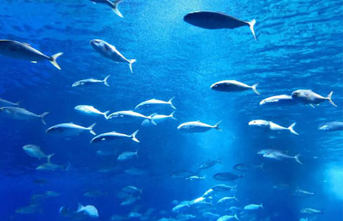 在海洋重防腐体系中的协同增效与耐盐雾机理